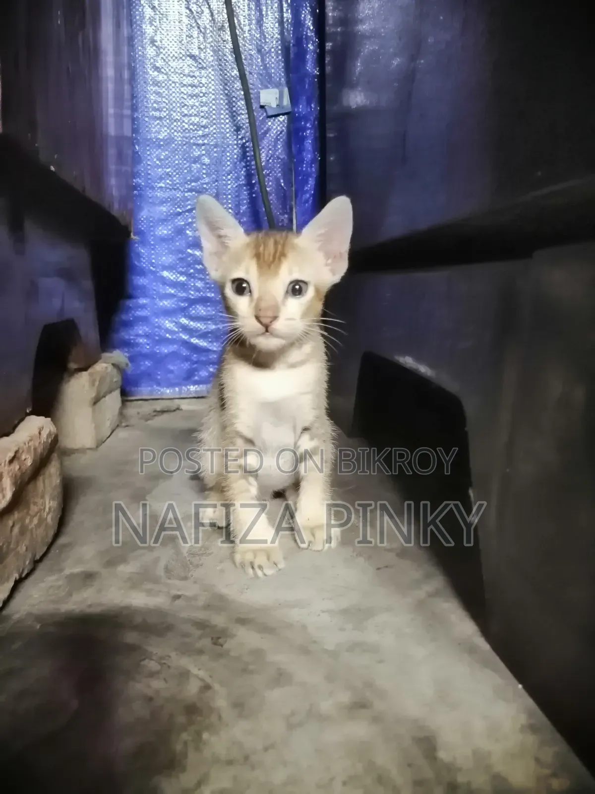 0-1 month Female Purebred Bengal