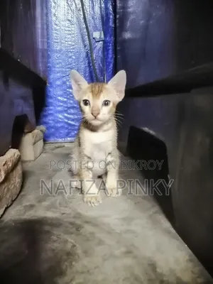 0-1 month Female Purebred Bengal