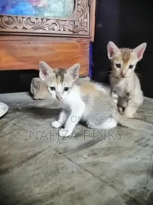 0-1 month Female Purebred Bengal