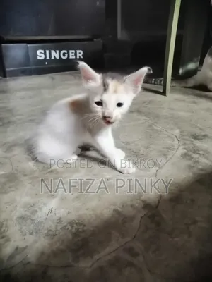 0-1 month Female Purebred Bengal