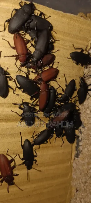 Mother Beetle 100 Pieces.