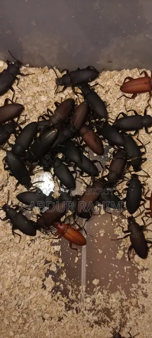 Mother Beetle 100 Pieces.