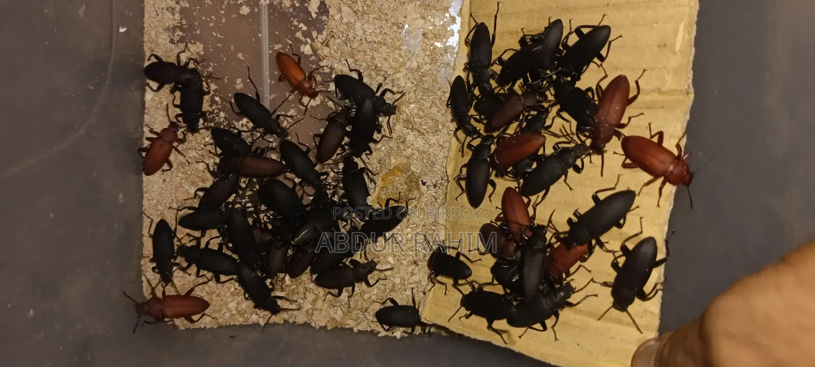 Mother Beetle 100 Pieces.