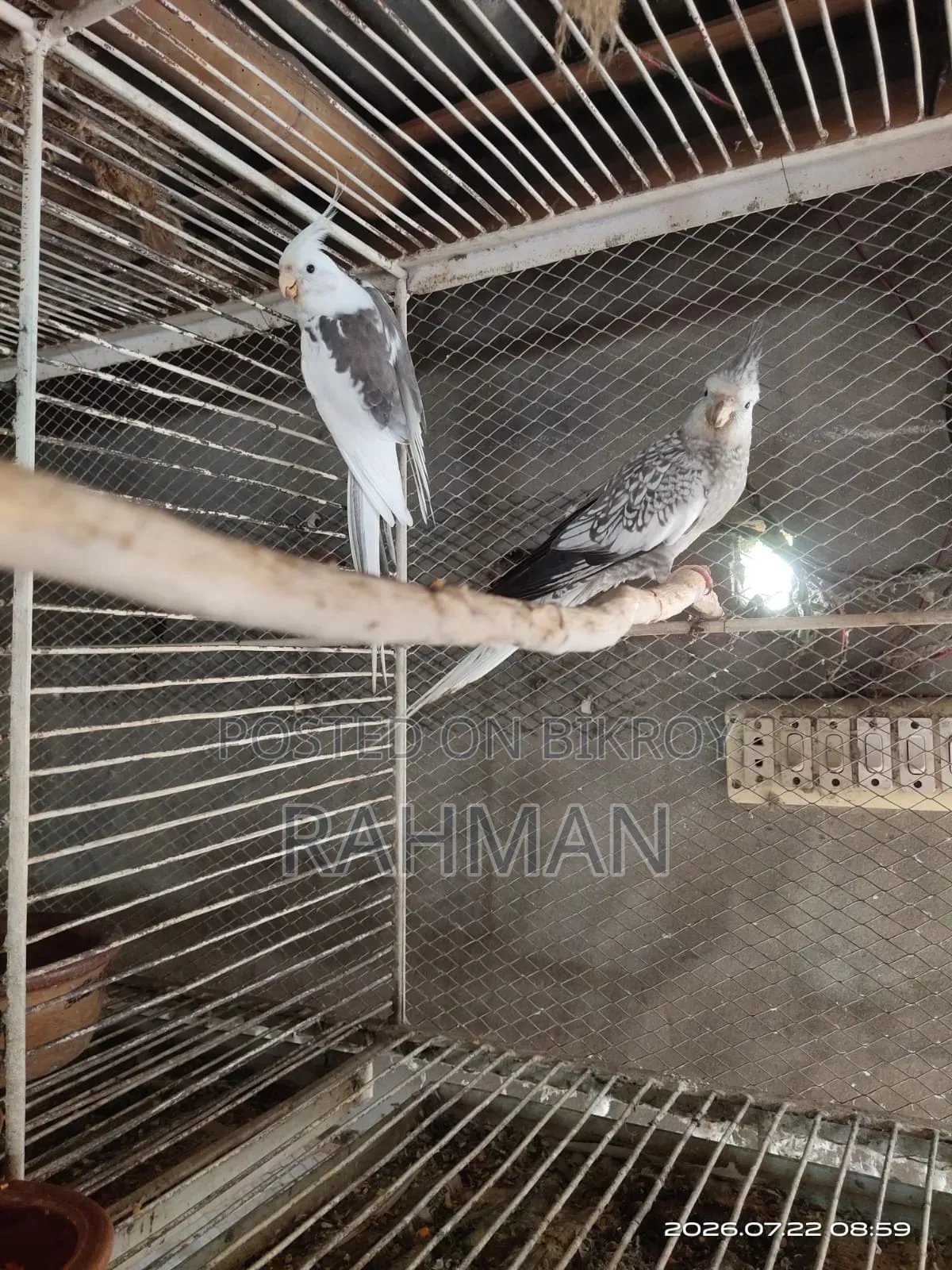 A Pair of Cockatiel Birds with Babies