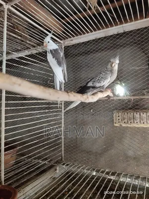 A Pair of Cockatiel Birds with Babies