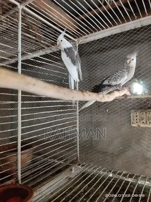 A Pair of Cockatiel Birds with Babies