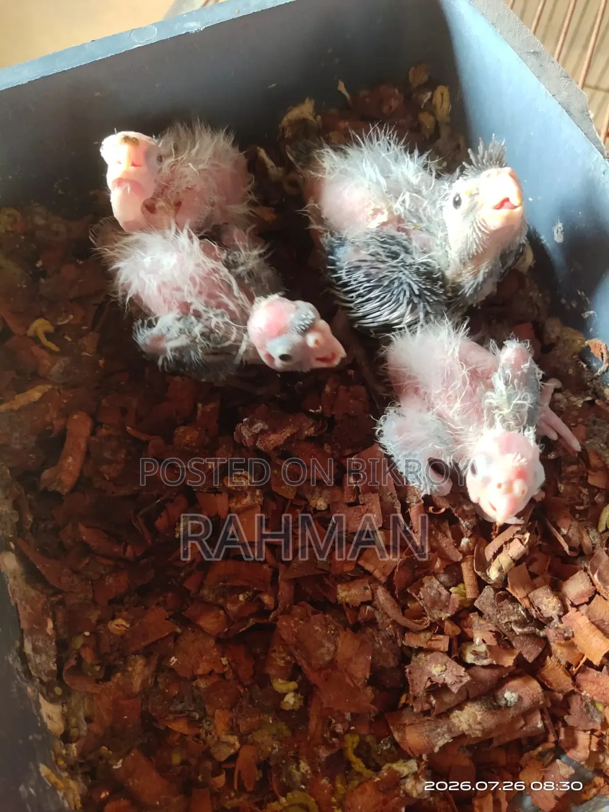A Pair of Cockatiel Birds with Babies