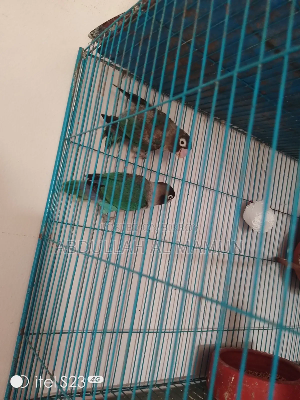 Breeding lovebirds