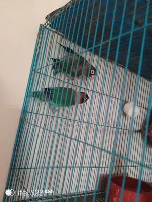 Breeding lovebirds