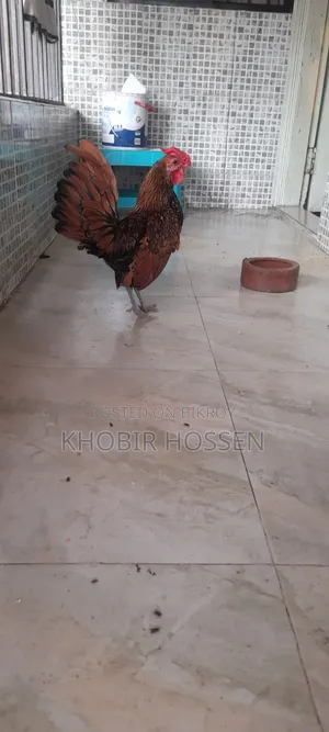 উন্নত মানের গোল্ডেন সেফ রাইট মোরগ বিক্রি হবে