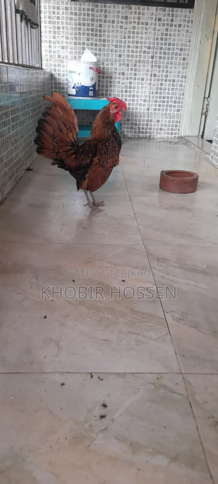 উন্নত মানের গোল্ডেন সেফ রাইট মোরগ বিক্রি হবে