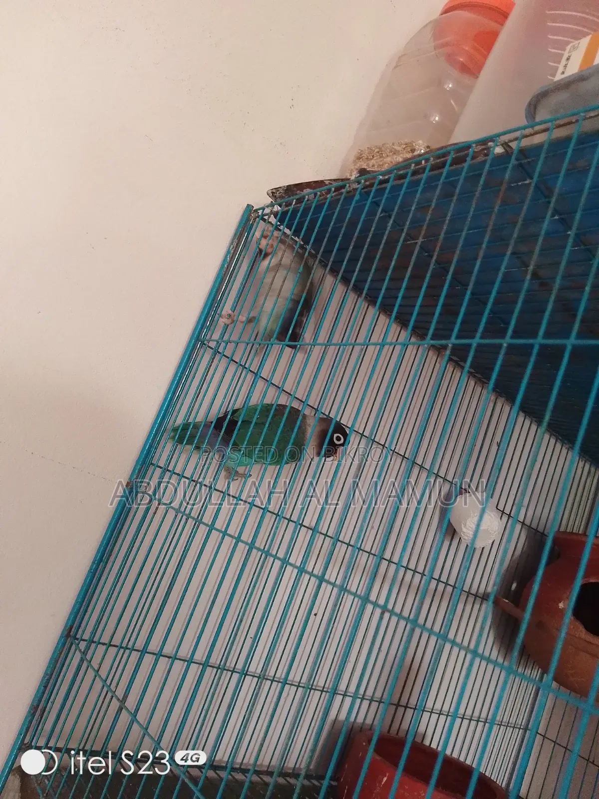 Breeding lovebirds