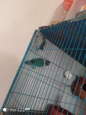 Breeding lovebirds