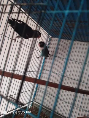 Breeding lovebirds