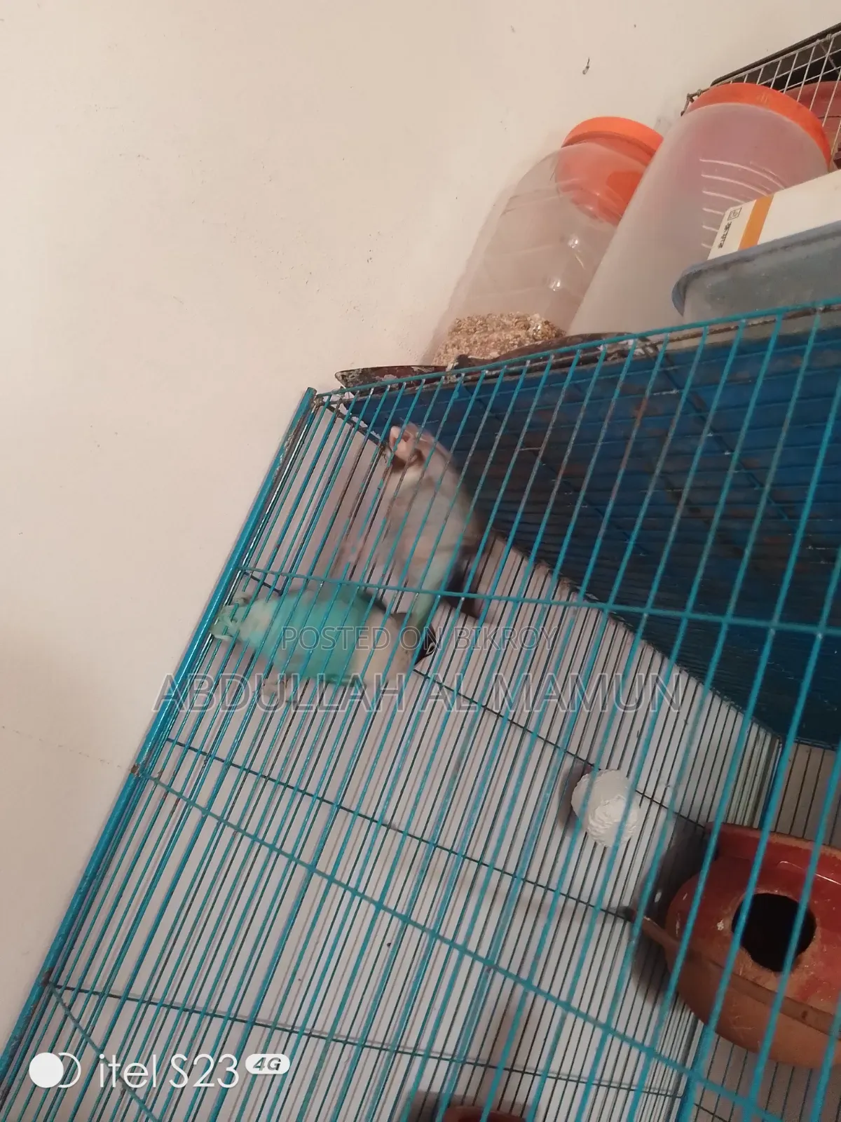 Breeding lovebirds