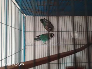 Breeding lovebirds