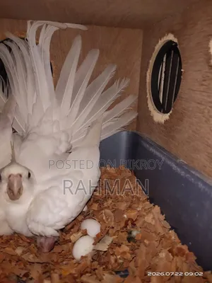 Albino Cockatiel Bird with Chicks