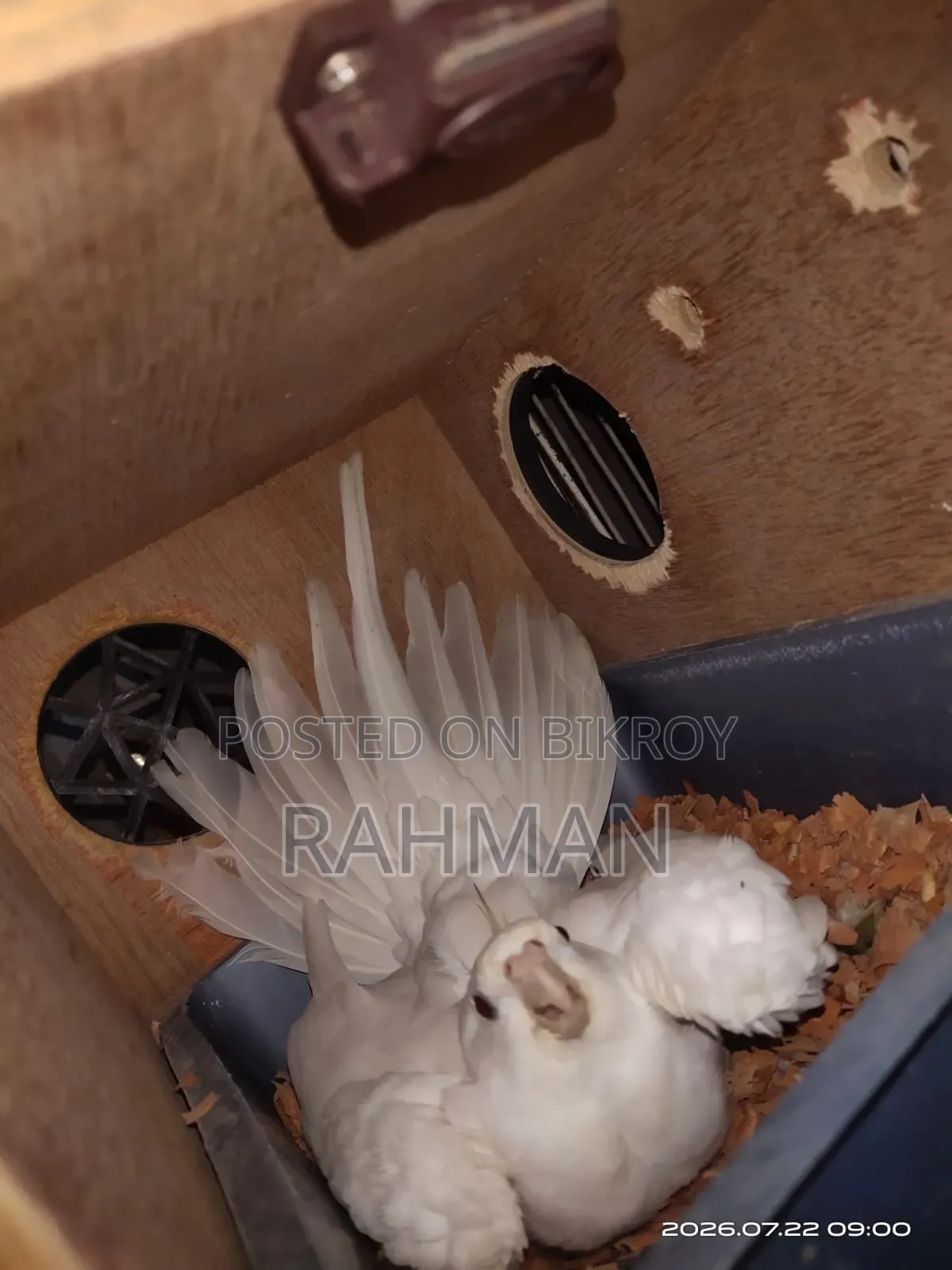 Albino Cockatiel Bird with Chicks