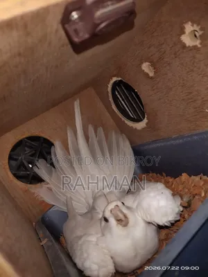 Albino Cockatiel Bird with Chicks