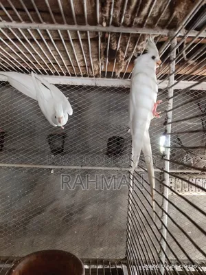 Albino Cockatiel Bird with Chicks