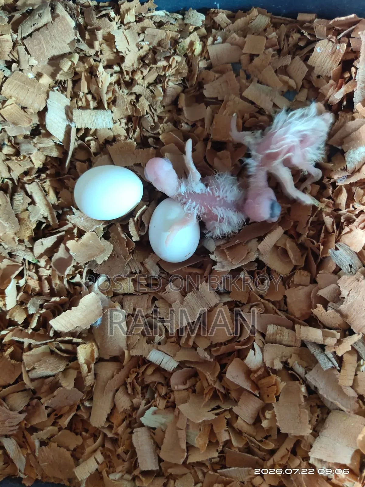 Albino Cockatiel Bird with Chicks