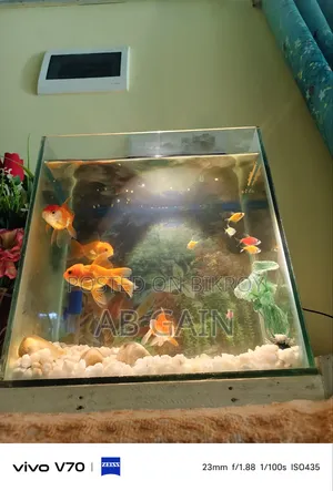 Accuriam Light New
