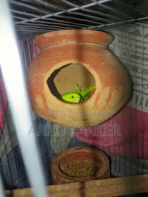 Budgerigar Birds