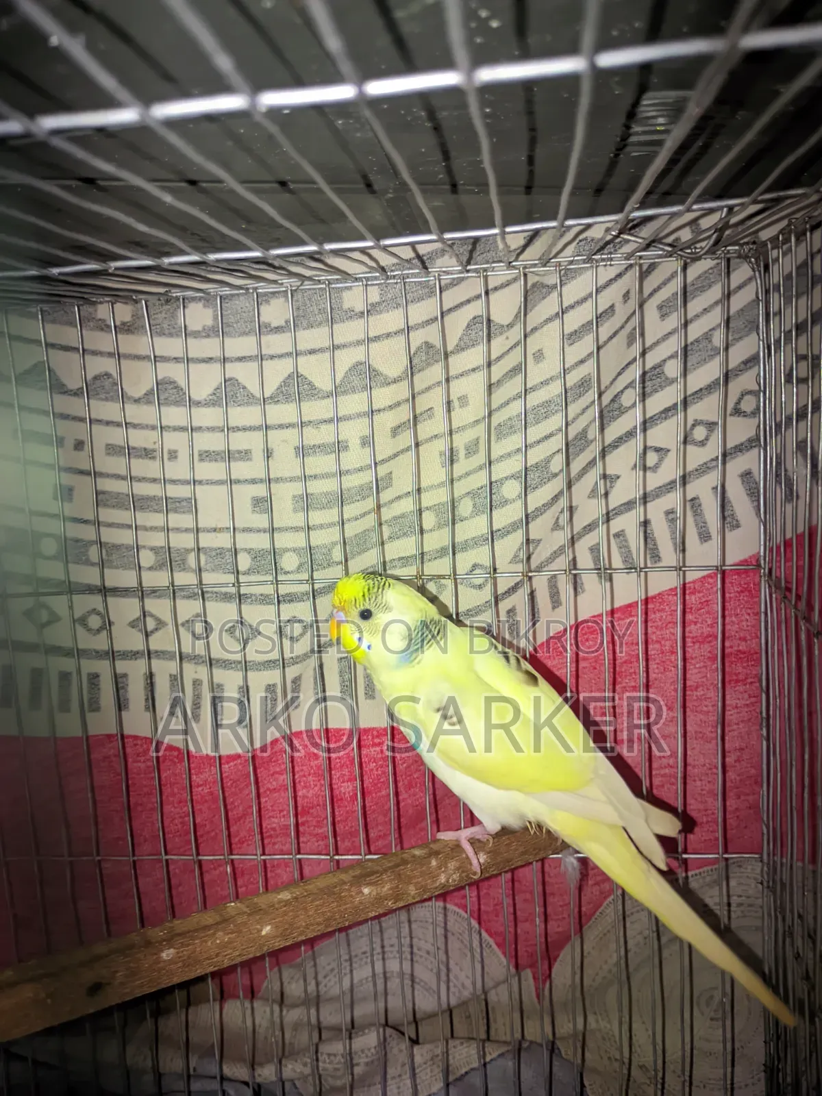 Budgerigar Birds