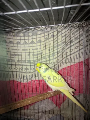 Budgerigar Birds