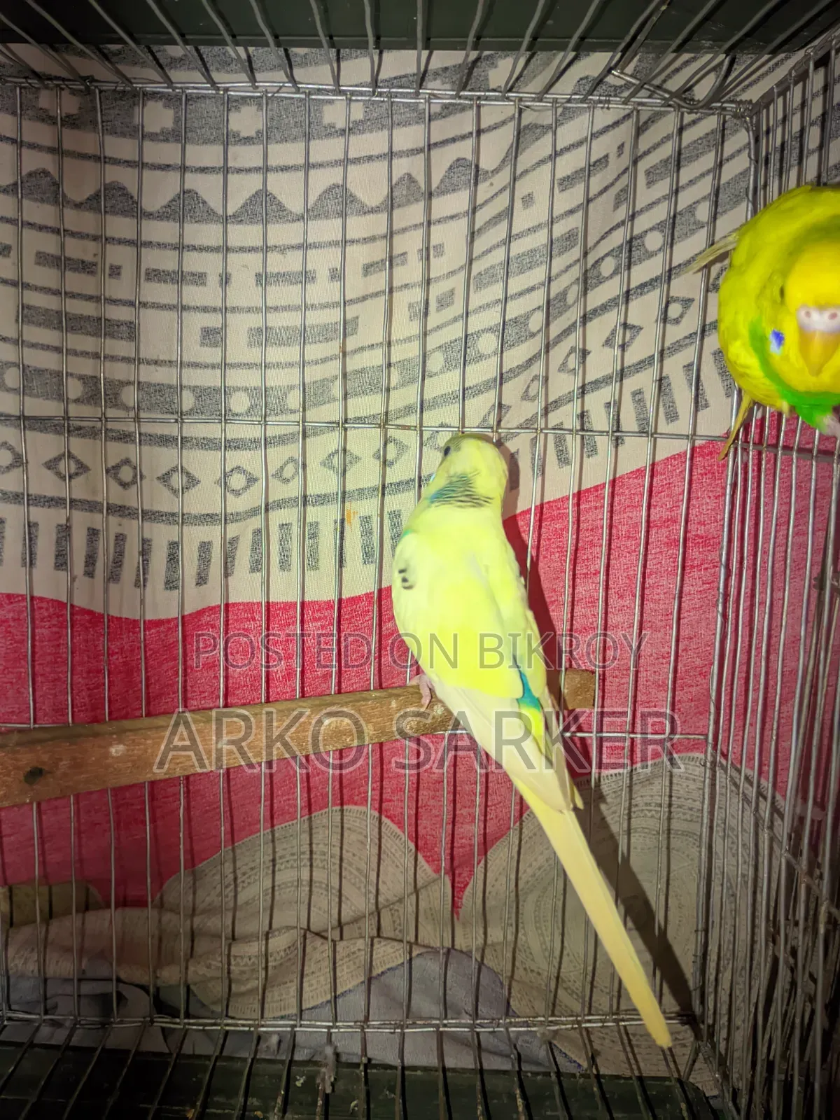 Budgerigar Birds