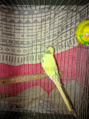 Budgerigar Birds