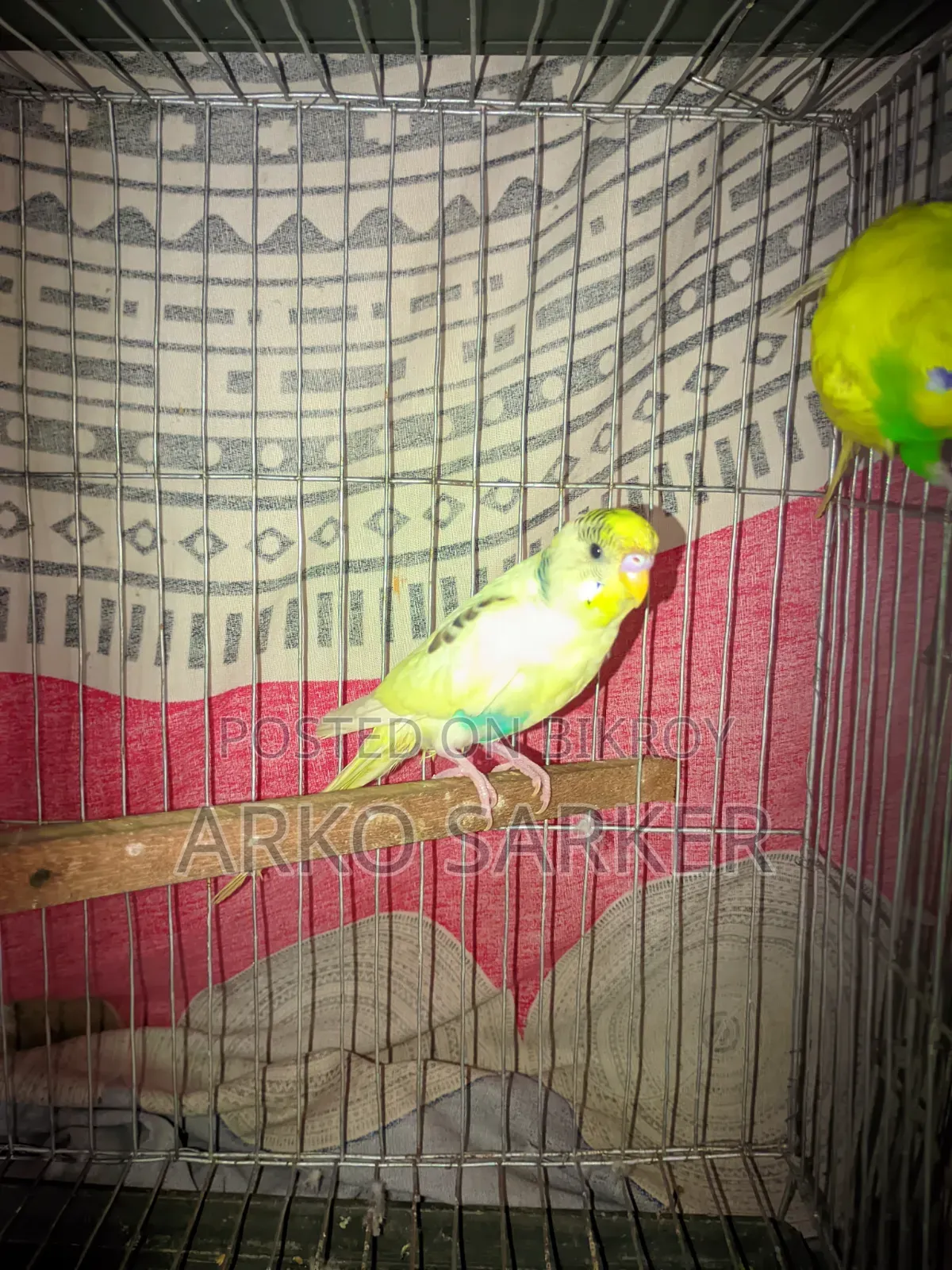 Budgerigar Birds