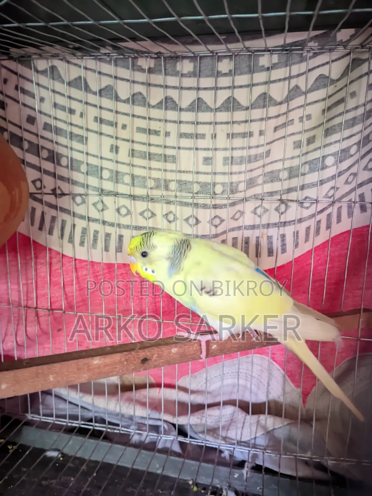 Budgerigar Birds