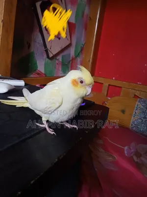 Cockatiel Bird