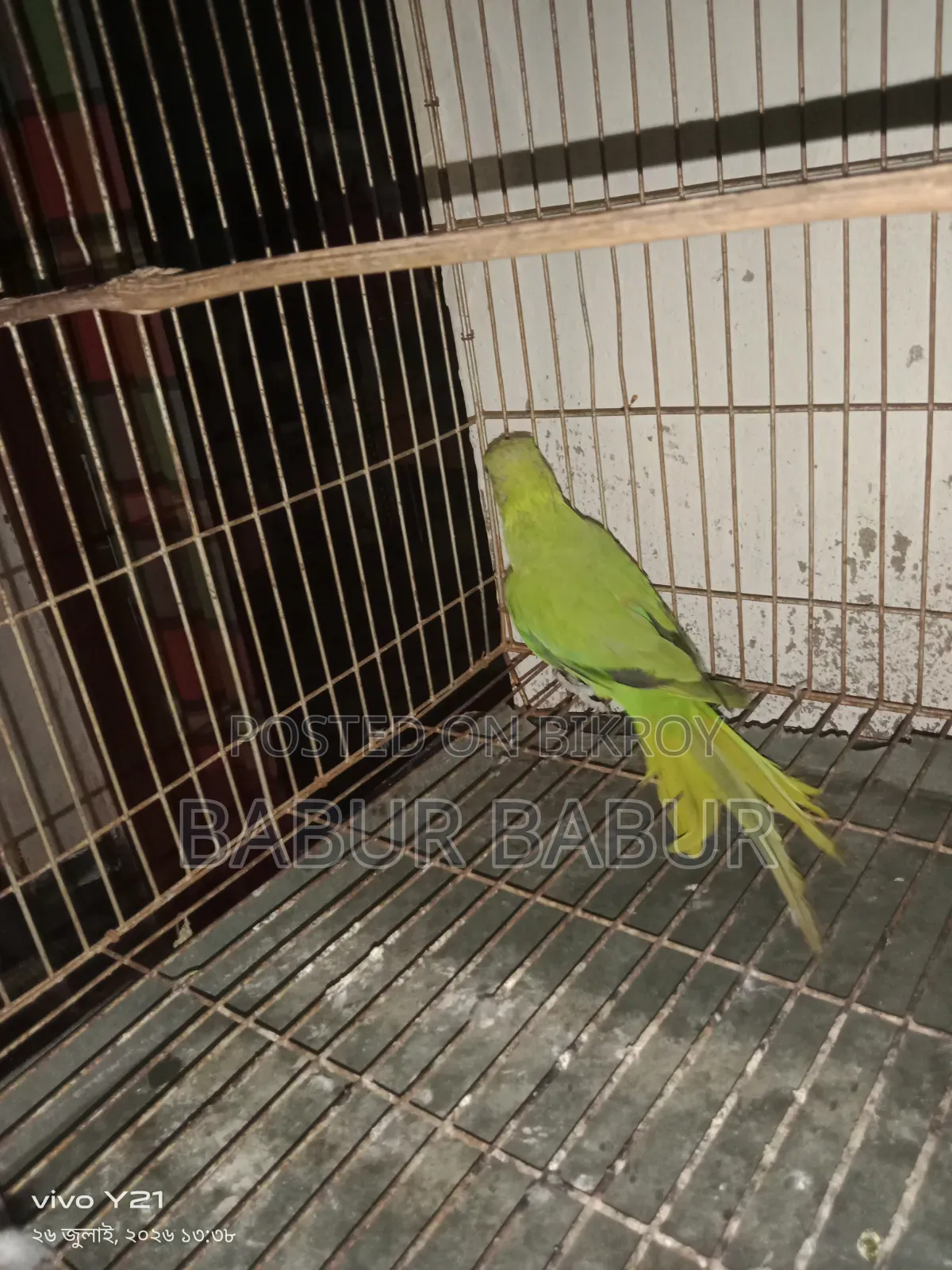 Indian Parrot