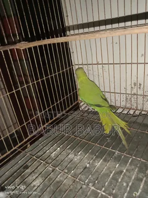 Indian Parrot