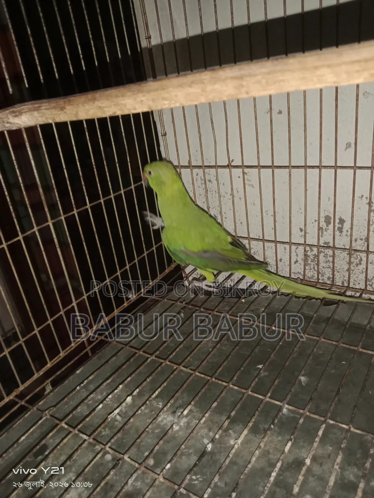 Indian Parrot