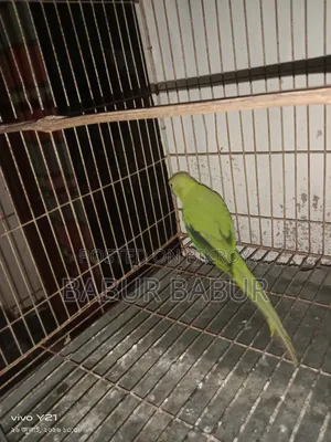 Indian Parrot