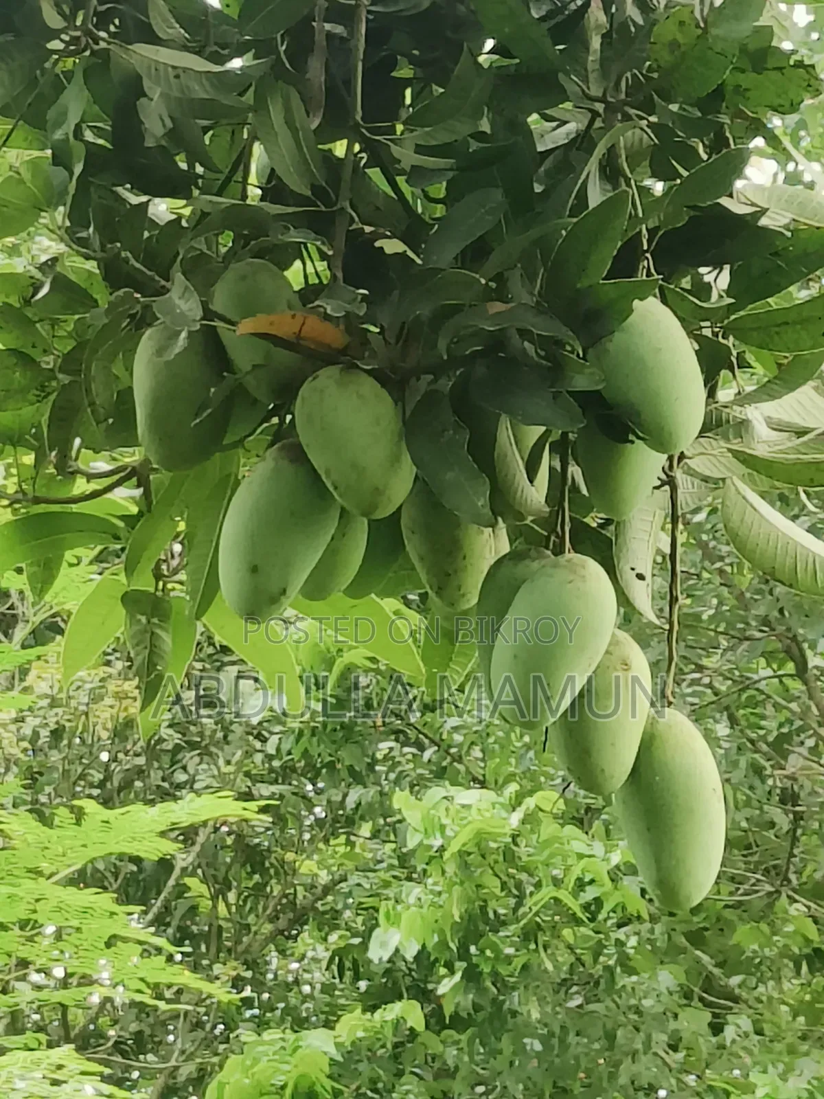 Mango Bari-4