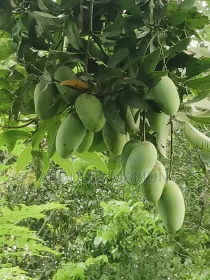 Mango Bari-4