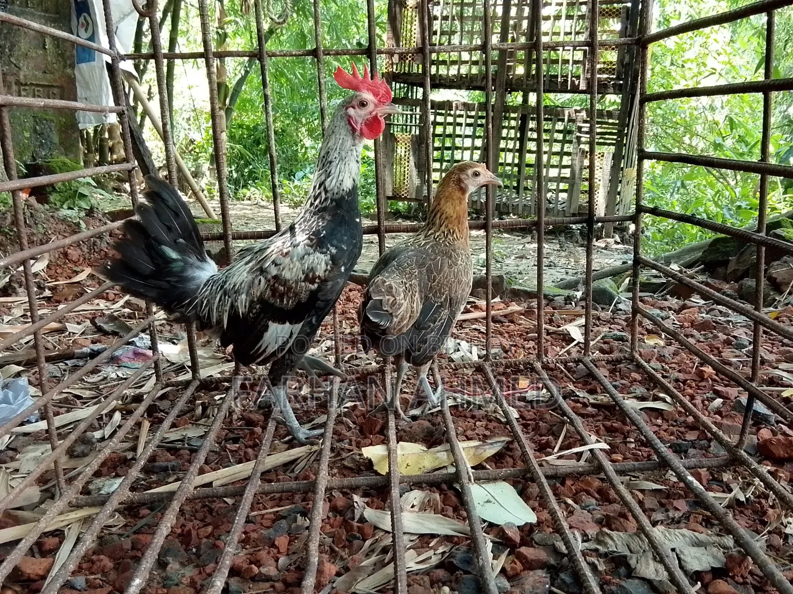 জঙ্গল ফাউল এফ১ ব্রিড অথবা মোরগ+মুরগি