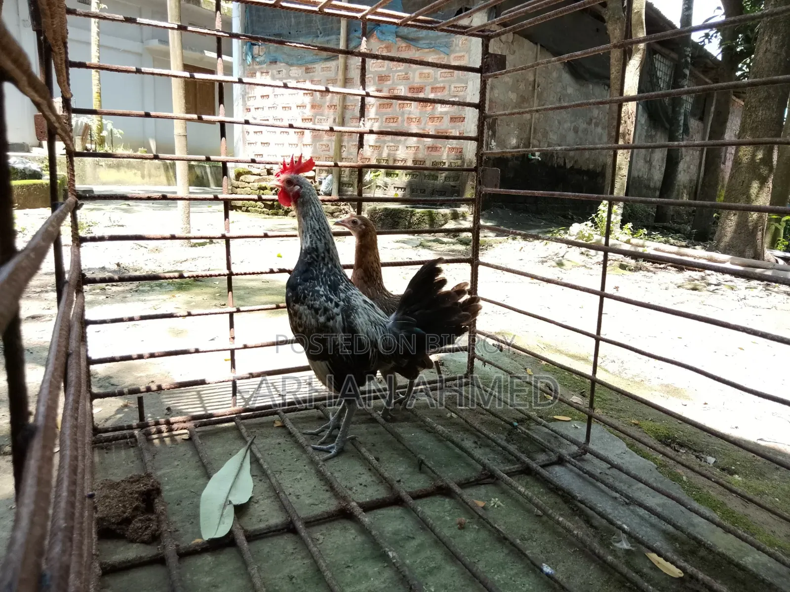 জঙ্গল ফাউল এফ১ ব্রিড অথবা মোরগ+মুরগি