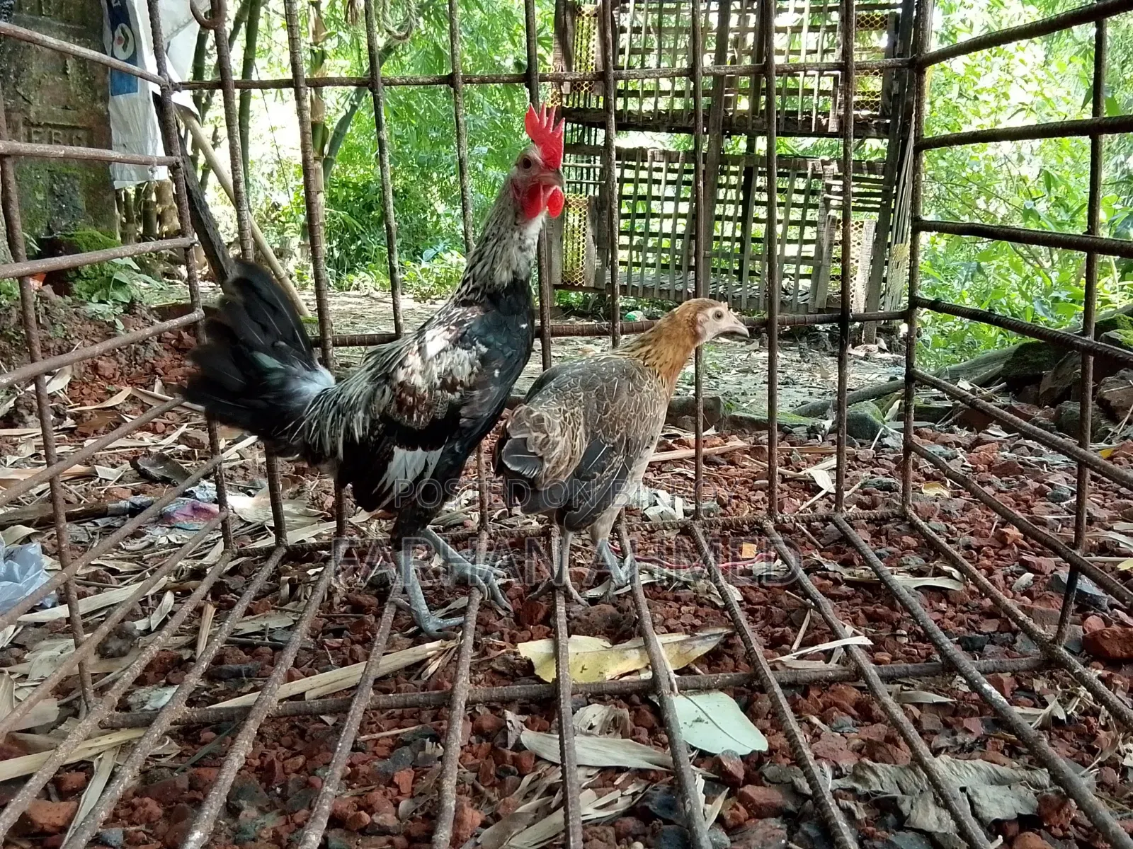 জঙ্গল ফাউল এফ১ ব্রিড অথবা মোরগ+মুরগি