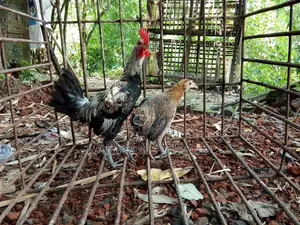 জঙ্গল ফাউল এফ১ ব্রিড অথবা মোরগ+মুরগি
