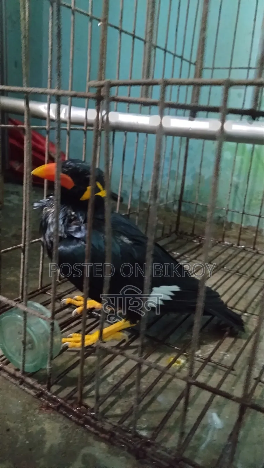 Talking Myna Bird