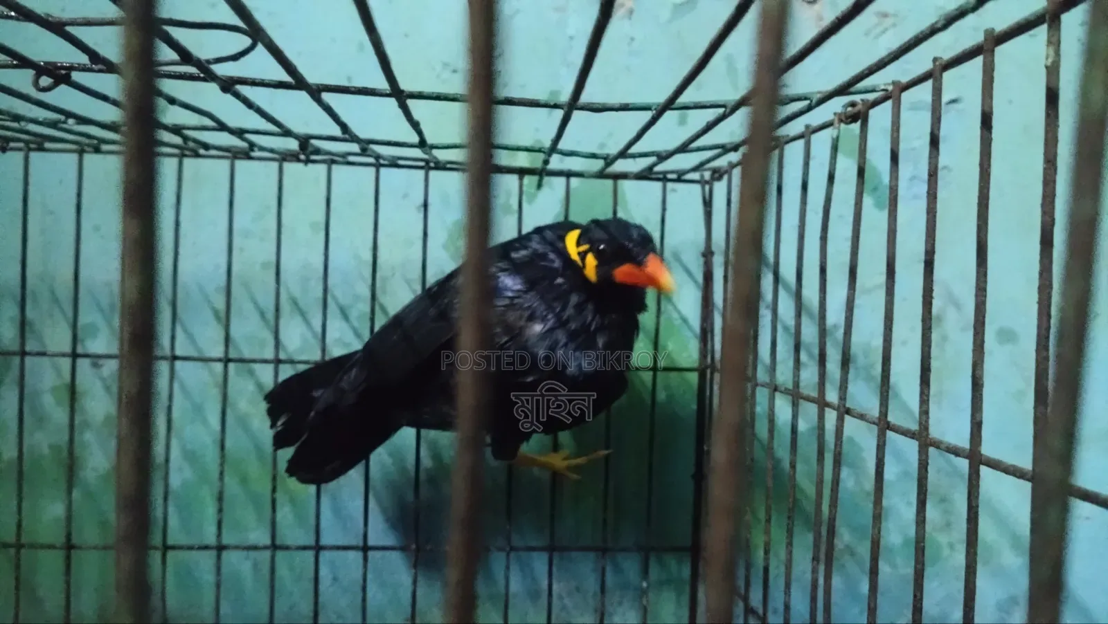 Talking Myna Bird