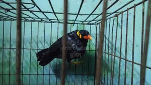 Talking Myna Bird