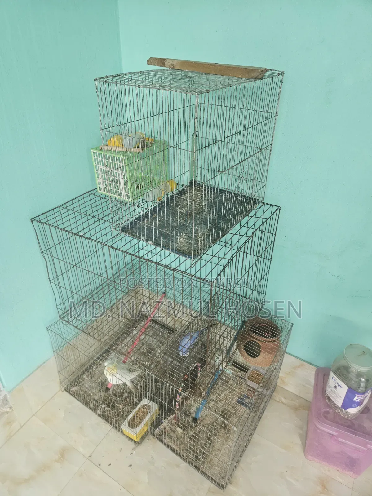 Birds and Cage for Sale