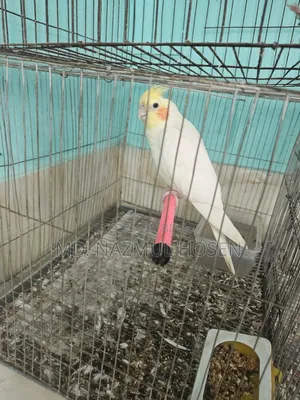 Birds and Cage for Sale