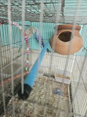 Birds and Cage for Sale